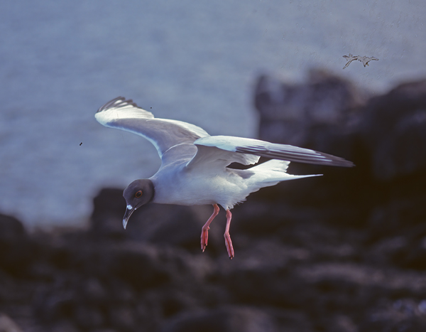 Swallow_tailed_Gull_97_Galapagos_003