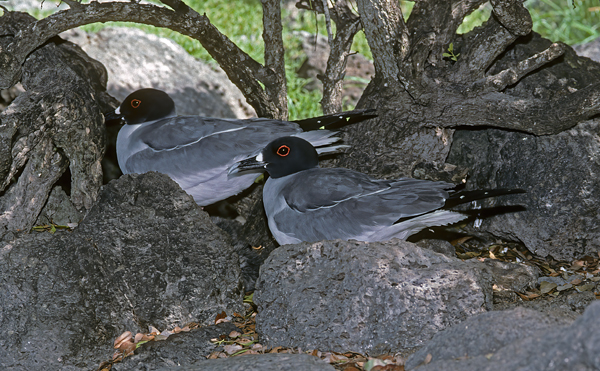 Swallow_tailed_Gull_97_Galapagos_005