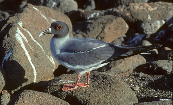 Swallow_tailed_Gull_97_Galapagos_006