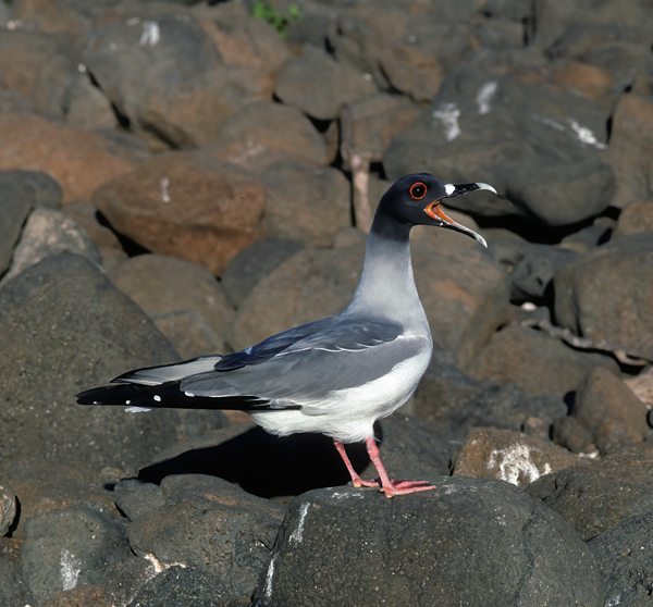 Swallow_tailed_Gull_97_Galapagos_008