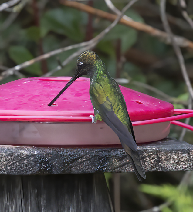 Sword-billed_Hummingbird_18_Ecuador_003