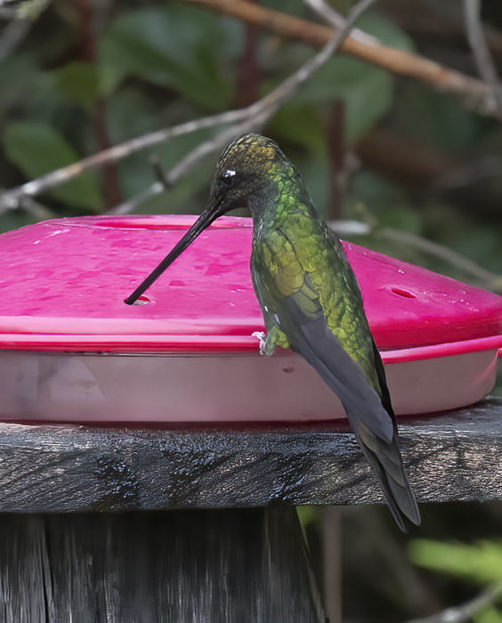 Sword-billed_Hummingbird_18_Ecuador_007