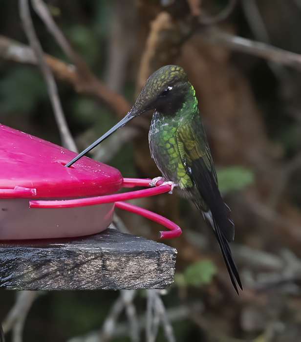 Sword-billed_Hummingbird_18_Ecuador_009