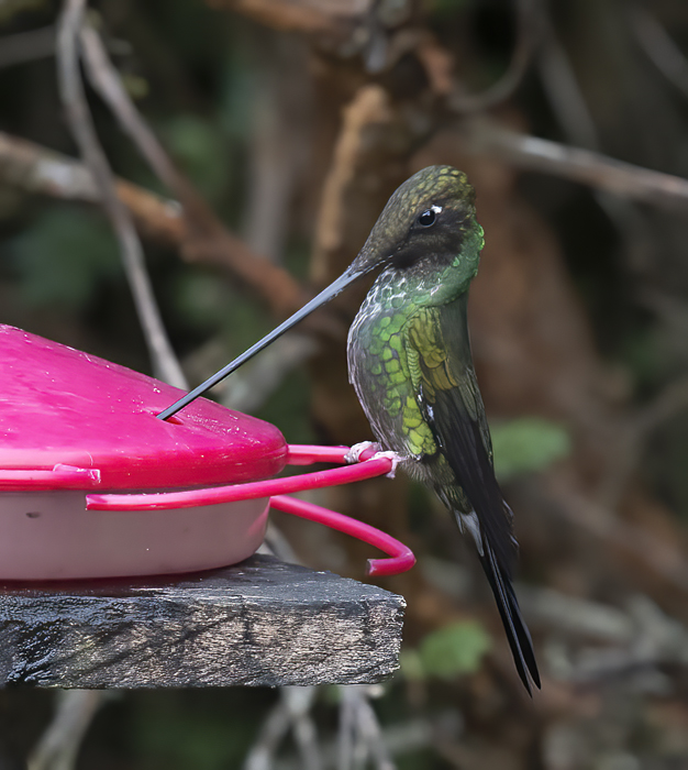 Sword-billed_Hummingbird_18_Ecuador_011