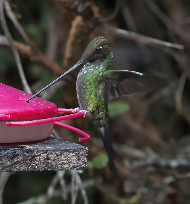 Sword-billed_Hummingbird_18_Ecuador_013