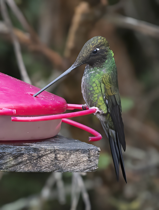 Sword-billed_Hummingbird_18_Ecuador_018