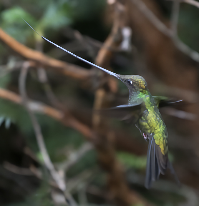 Sword-billed_Hummingbird_18_Ecuador_021