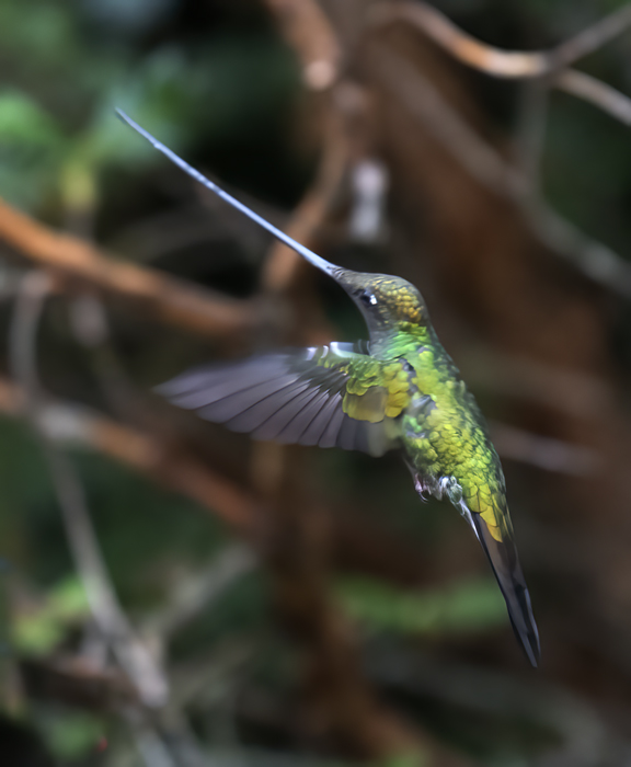 Sword-billed_Hummingbird_18_Ecuador_022