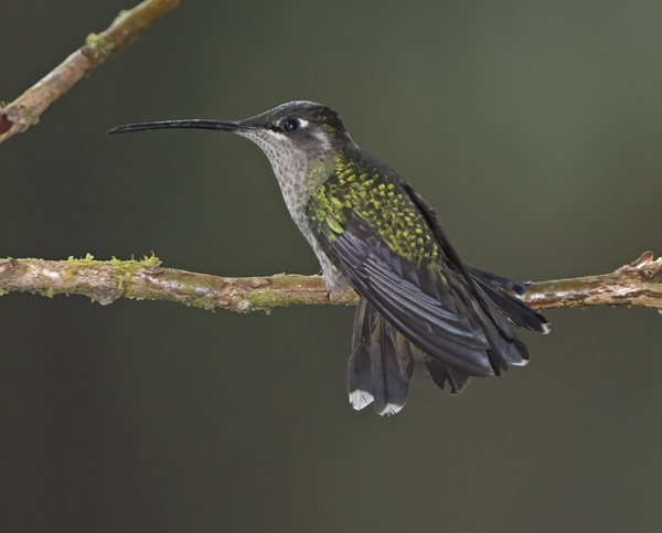 Talamanca_Hummingbird_17_Costa_Rica_135