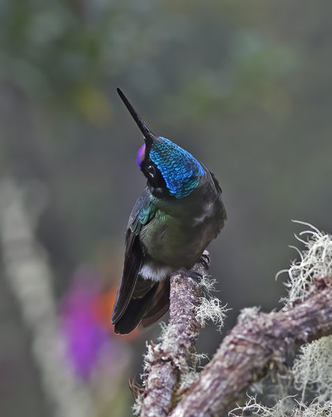Talamanca_Hummingbird_17_Costa_Rica_268