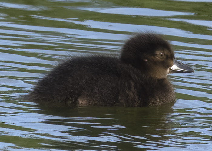 Tufted_Duck_22_Iceland_002