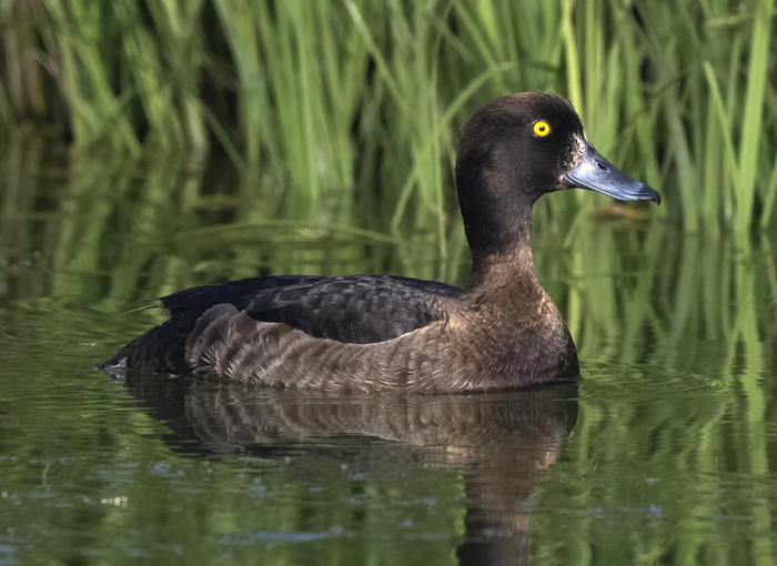 Tufted_Duck_22_Iceland_005