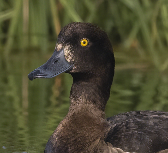 Tufted_Duck_22_Iceland_012