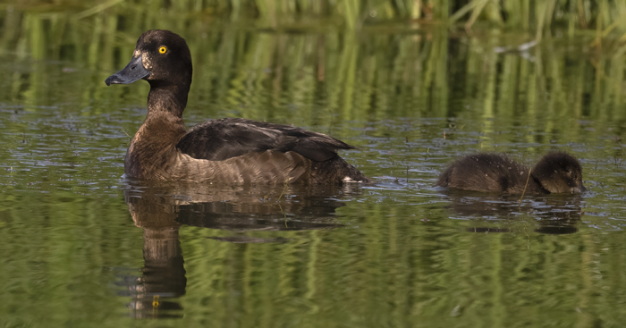 Tufted_Duck_22_Iceland_016