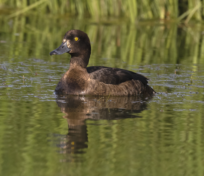 Tufted_Duck_22_Iceland_017