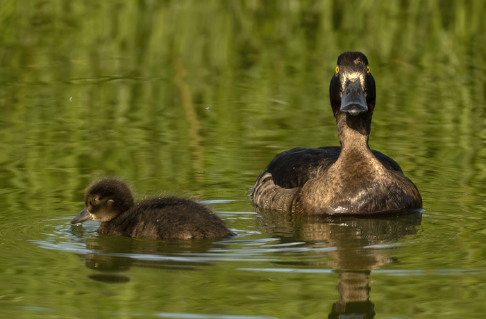 Tufted_Duck_22_Iceland_103
