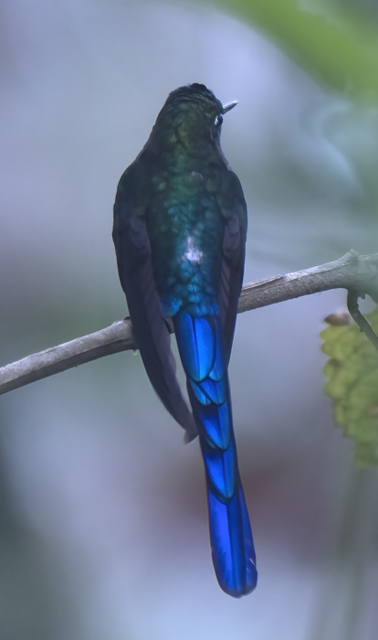 Violet-tailed_Sylph_18_Ecuador_012