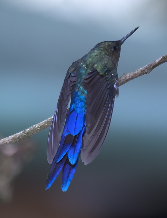 Violet-tailed_Sylph_18_Ecuador_072