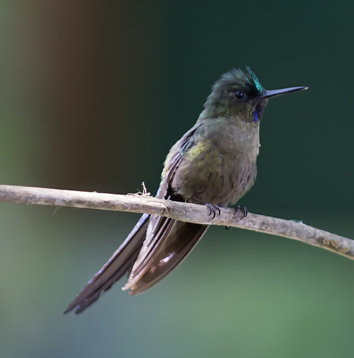 Violet-tailed_Sylph_18_Ecuador_135