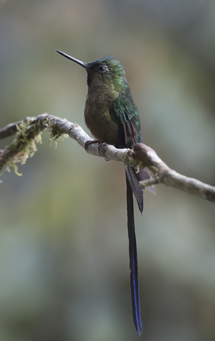 Violet-tailed_Sylph_18_Ecuador_165