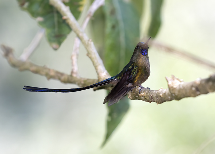 Violet-tailed_Sylph_18_Ecuador_188
