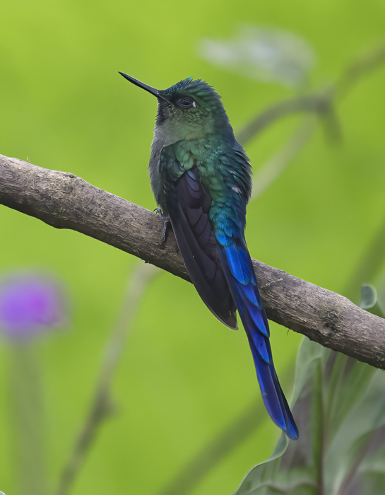 Violet-tailed_Sylph_18_Ecuador_191