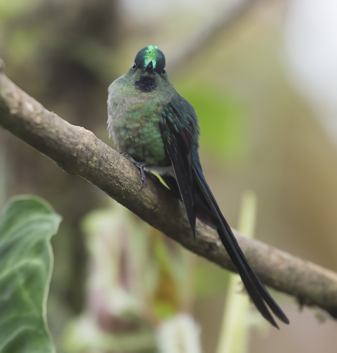 Violet-tailed_Sylph_18_Ecuador_200