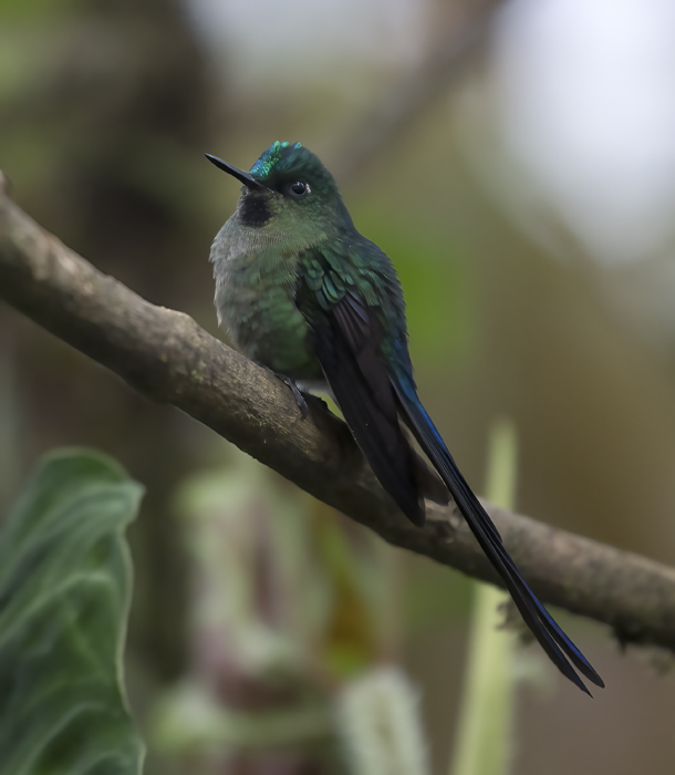 Violet-tailed_Sylph_18_Ecuador_215