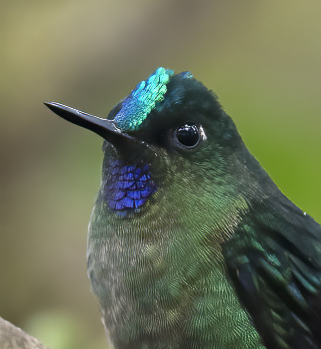 Violet-tailed_Sylph_18_Ecuador_216a