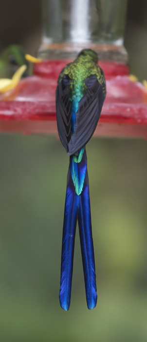 Violet-tailed_Sylph_18_Ecuador_237