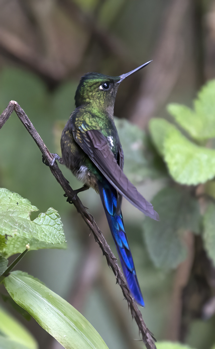 Violet-tailed_Sylph_18_Ecuador_257
