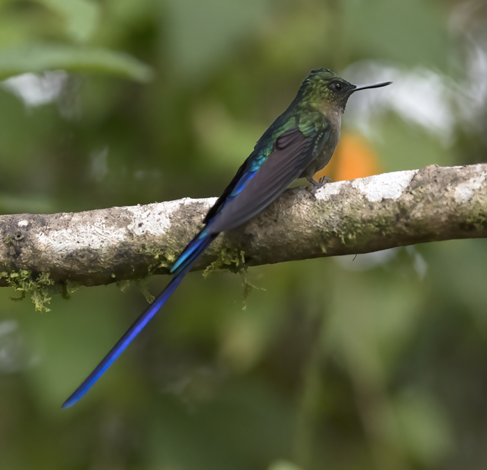 Violet-tailed_Sylph_18_Ecuador_277