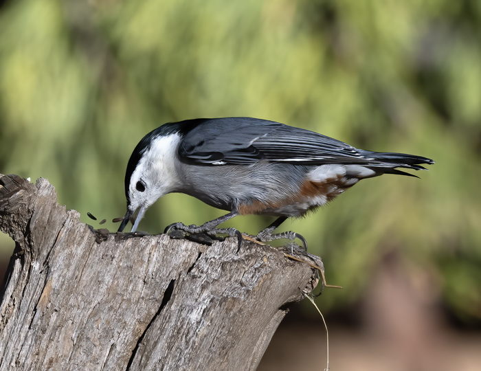 White-breasted_Nuthatch_21_CA_002
