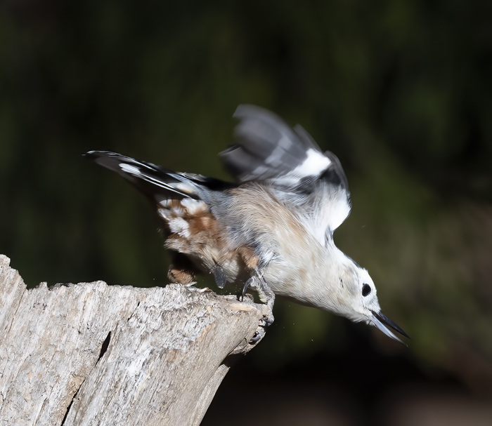 White-breasted_Nuthatch_21_CA_010