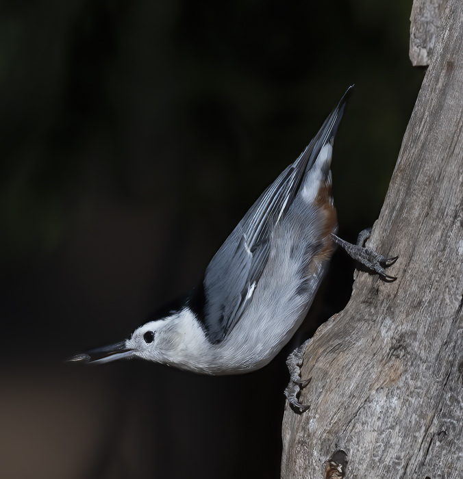 White-breasted_Nuthatch_21_CA_012
