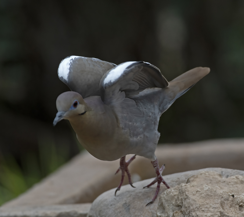 White-winged_Dove_19_TX_007