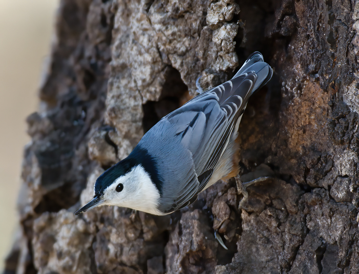 White_breasted_Nuthatch_12_CA_007