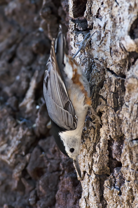 White_breasted_Nuthatch_14_CA_003