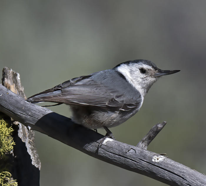 White_breasted_Nuthatch_17_OR_006