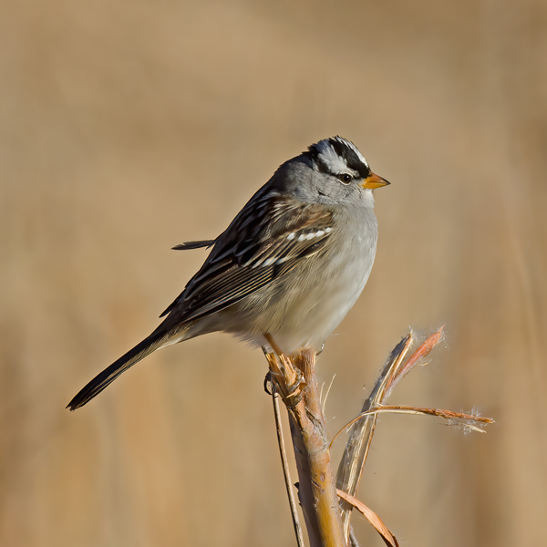 White_crowned_Sparrow_10_NM_002