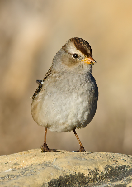White_crowned_Sparrow_11_CA_001
