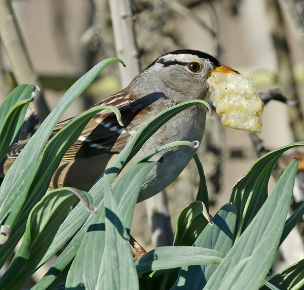 White_crowned_Sparrow_11_CA_020