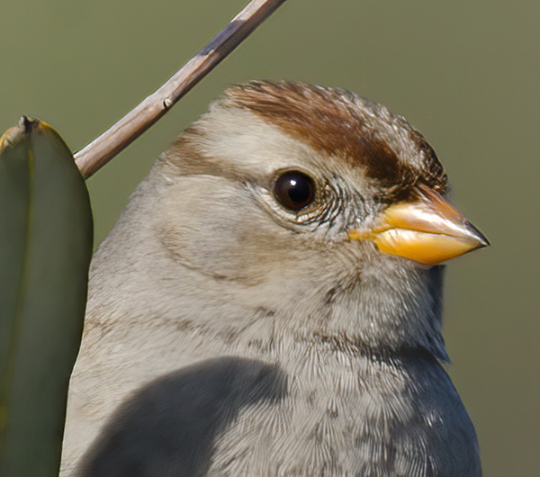 White_crowned_Sparrow_14_CA_007