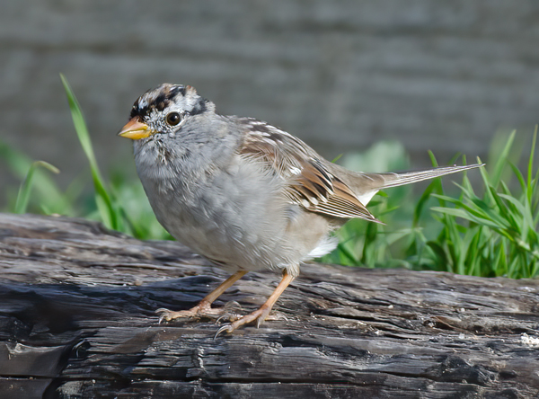 White_crowned_Sparrow_14_CA_018