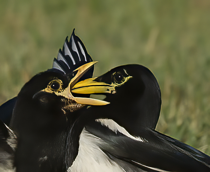 Yellow_billed_Magpie_15_CA_002