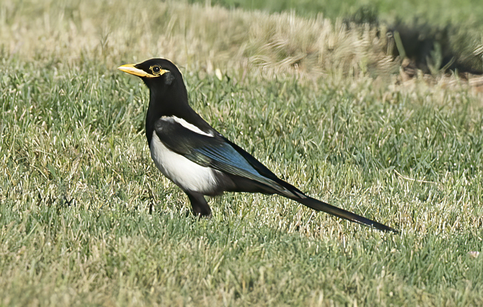 Yellow_billed_Magpie_15_CA_009