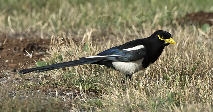 Yellow_billed_Magpie_15_CA_102