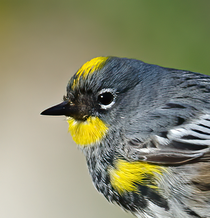 Yellow_rumped_Warbler_14_CA_007a