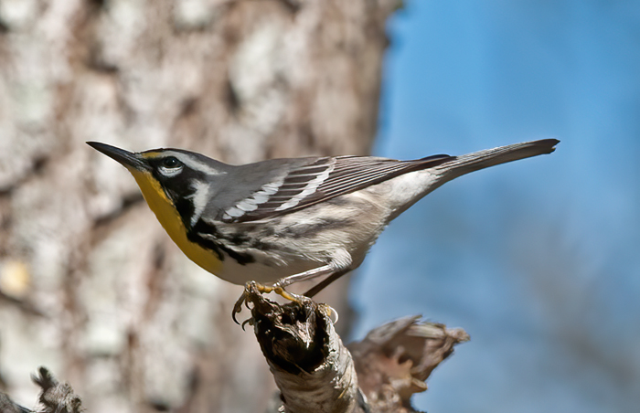Yellow_throated_Warbler_11_FL_016