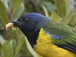 Black-chested Mountain-tanager